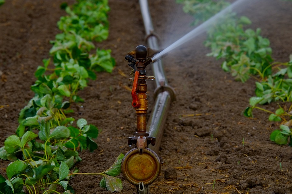 drip-line-irrigation