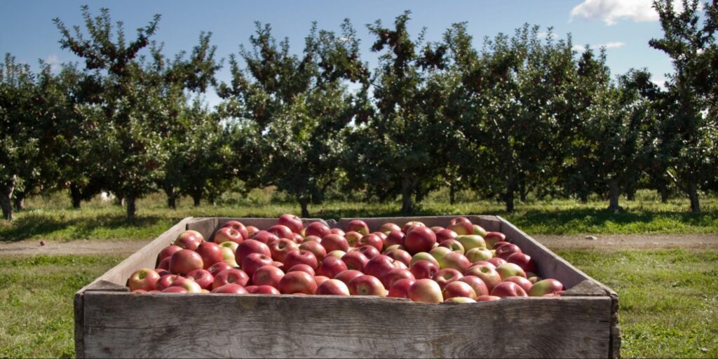 truck-full-of-apples-and-an-orchard-in-the-background