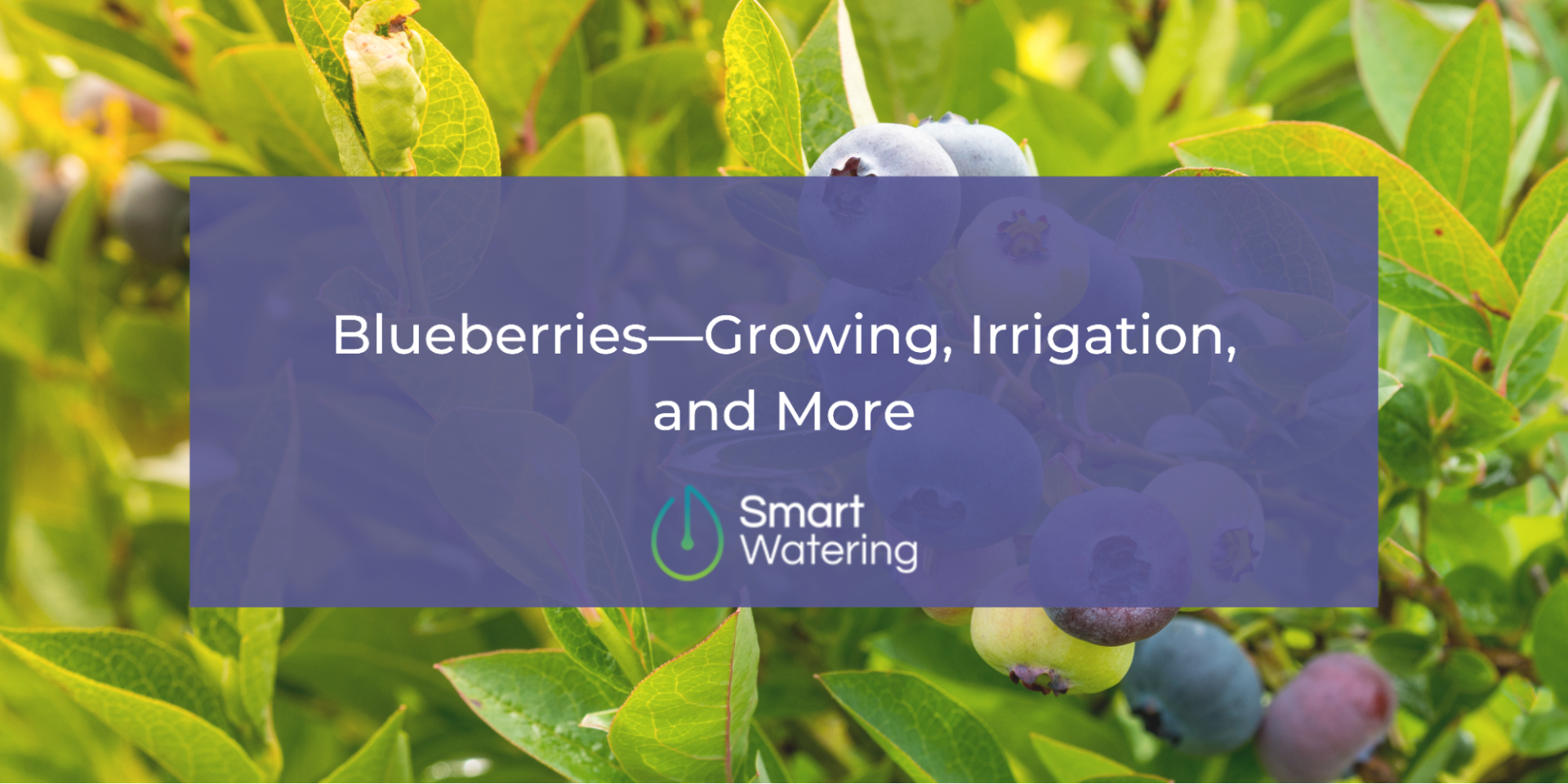 blueberry growing and irrigation, a step by step guide for future growers