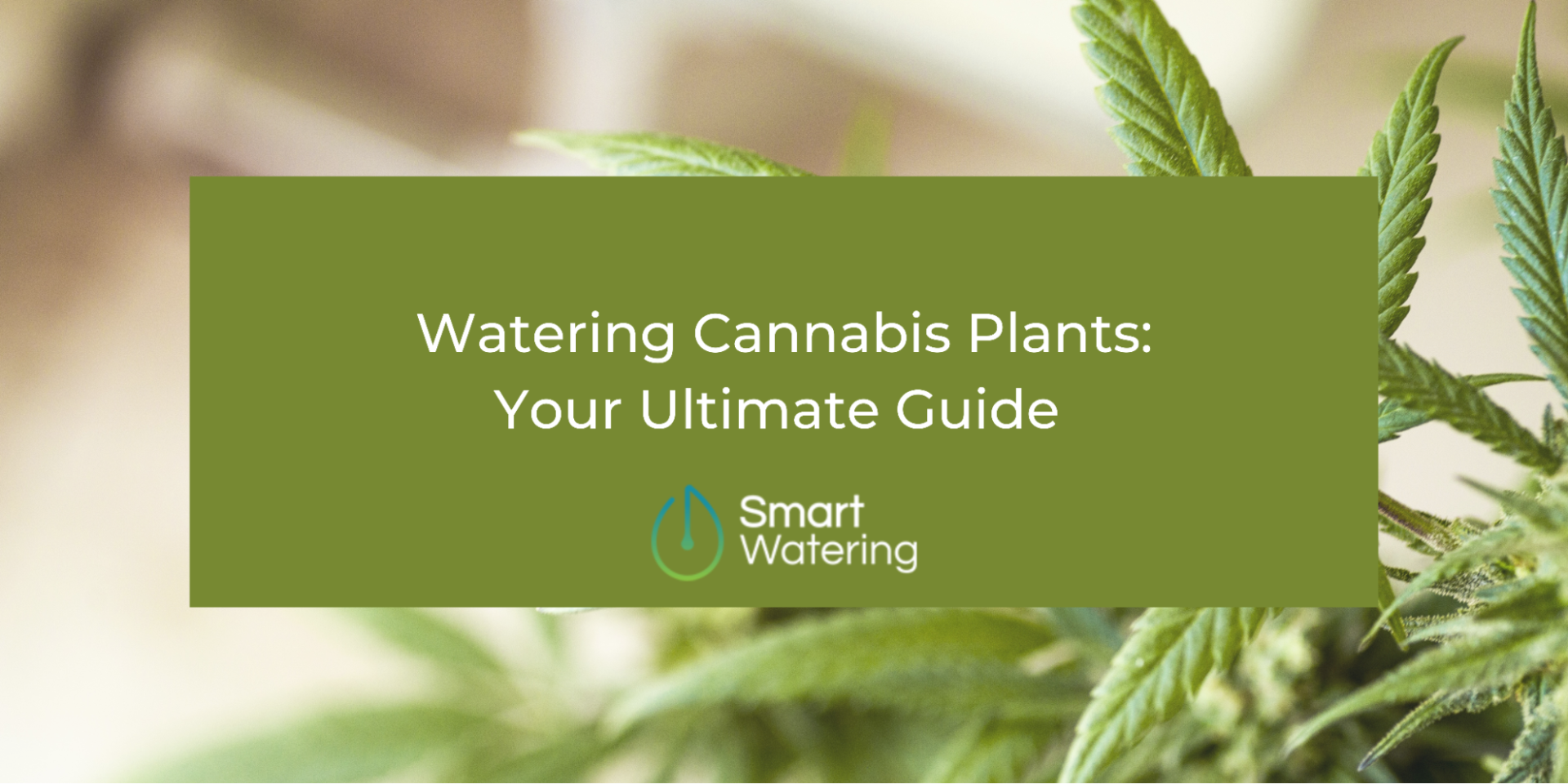 watering-cannabis-how-to-guide